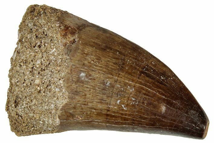 Fossil Mosasaur (Prognathodon) Tooth - Morocco #322666